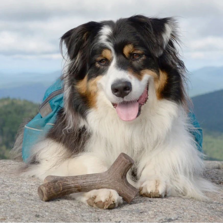 Benebone - Stick