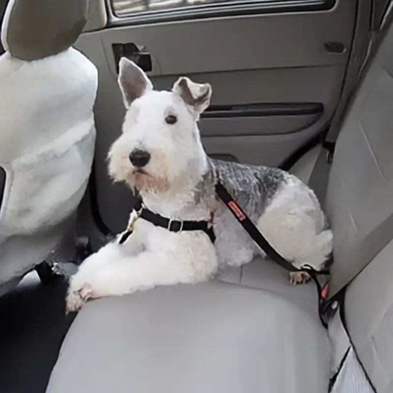 Dolan's Dog Doodads - Car Strap Attachment