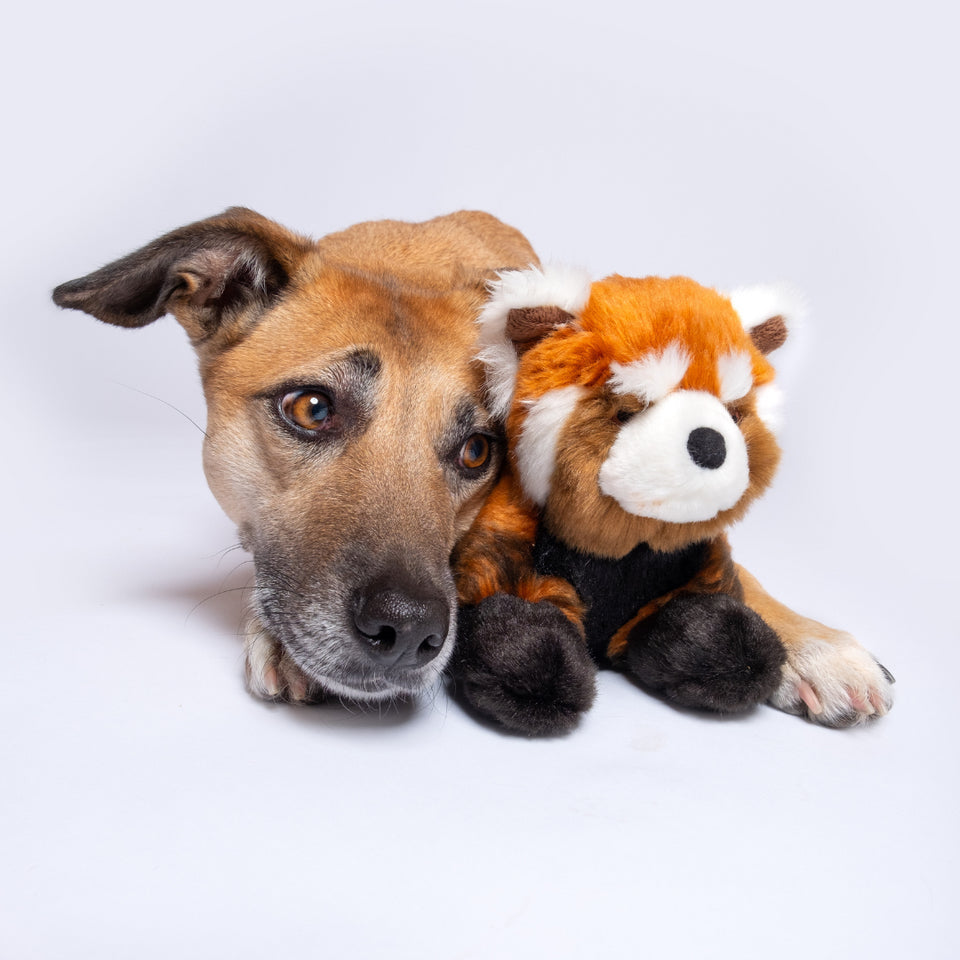 Fluff & Tuff - Archie Red Panda