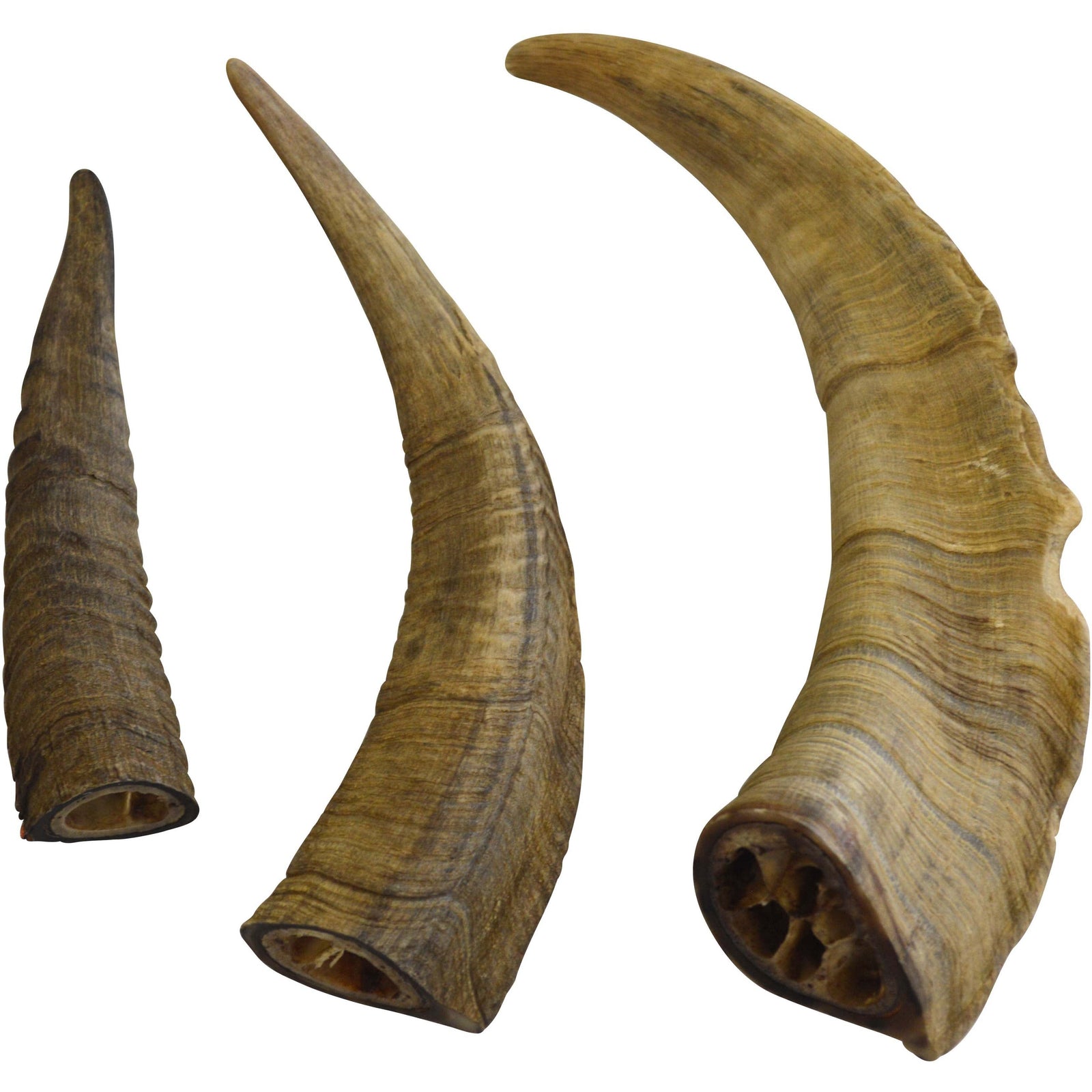 Gobi Goat Horns - Long-Lasting Dog Chew