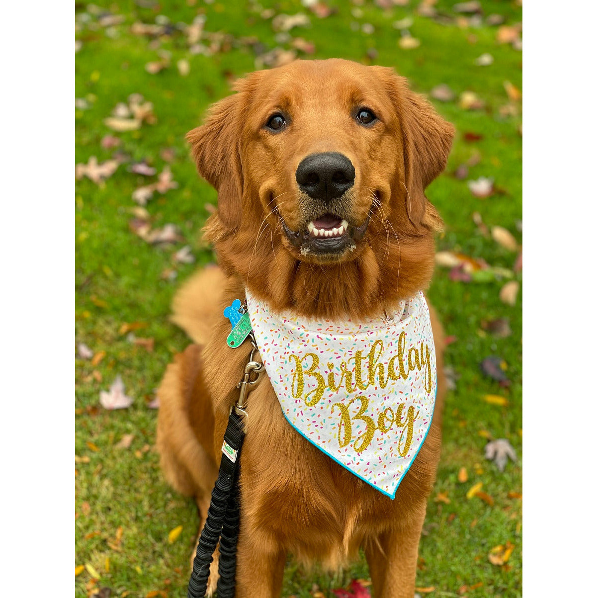 Paisley Paw Designs - Confetti Birthday Bandana