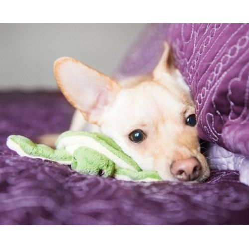 Fluff & Tuff - Shelly Turtle - XS Dog Toy