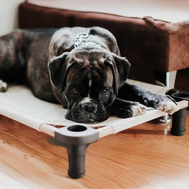 Dog Beds & Cots