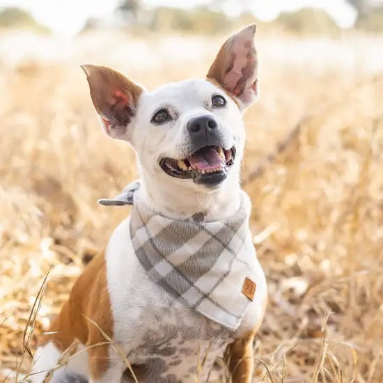 Bowties/Pinwheels/Bandanas