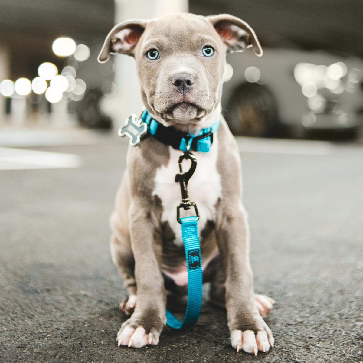 Dog Leashes/Collars/Harnesses