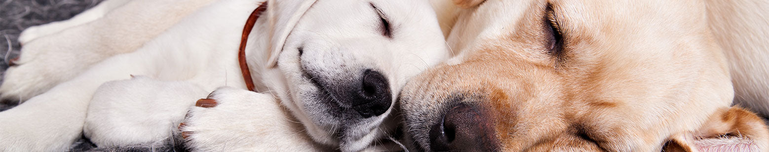 Dogs