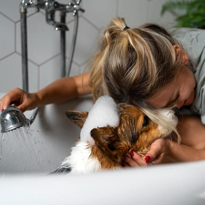Dog Grooming
