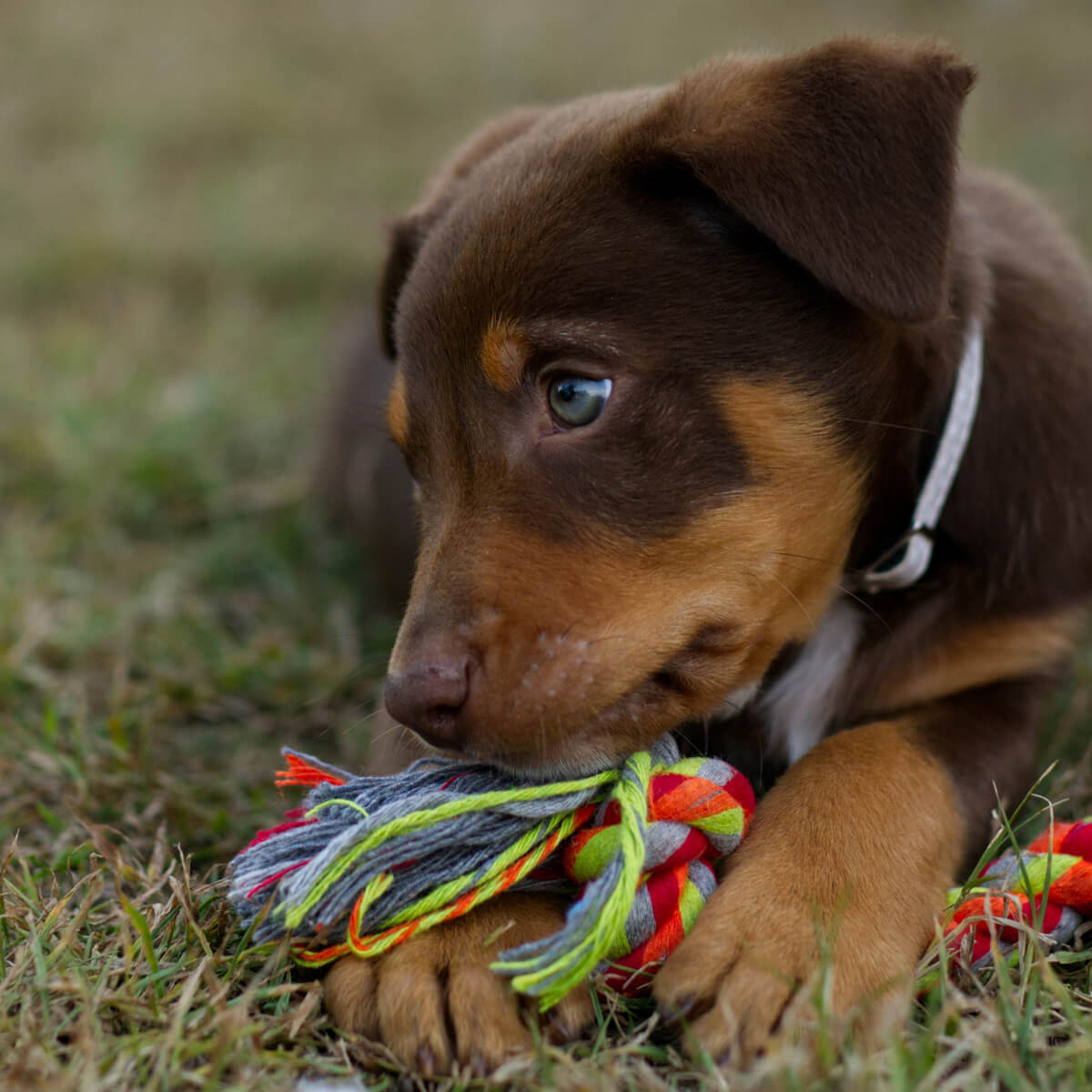 Dog Toys