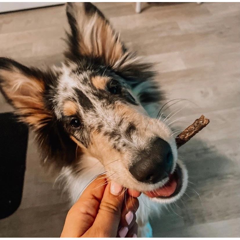 Tilted Barn Mini Wags - Canadian Bacon