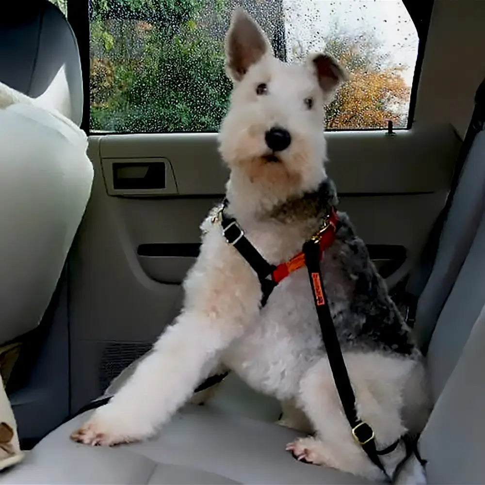 Dolan's Dog Doodads - Car Strap Attachment