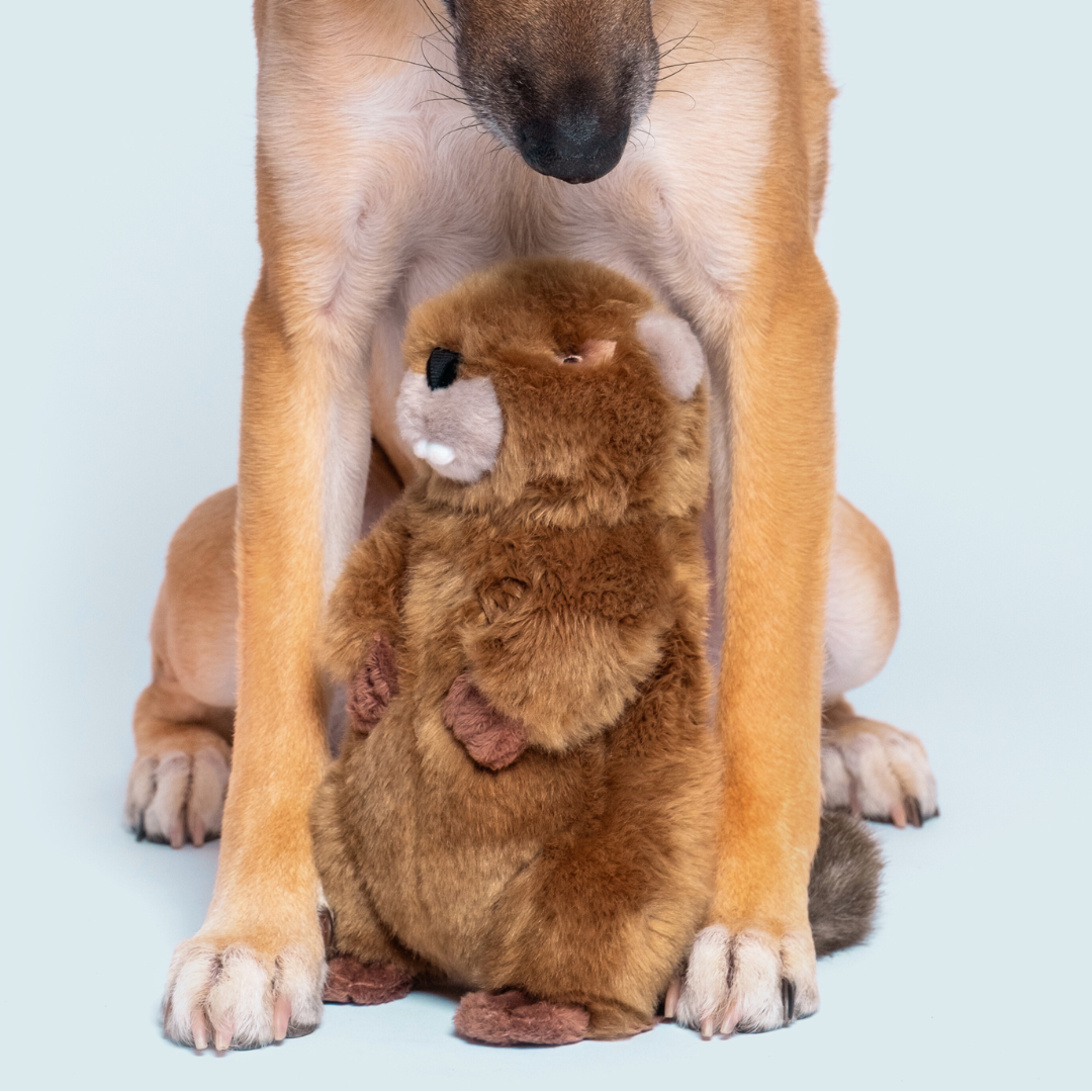 Fluff &amp; Tuff - Troy Beaver