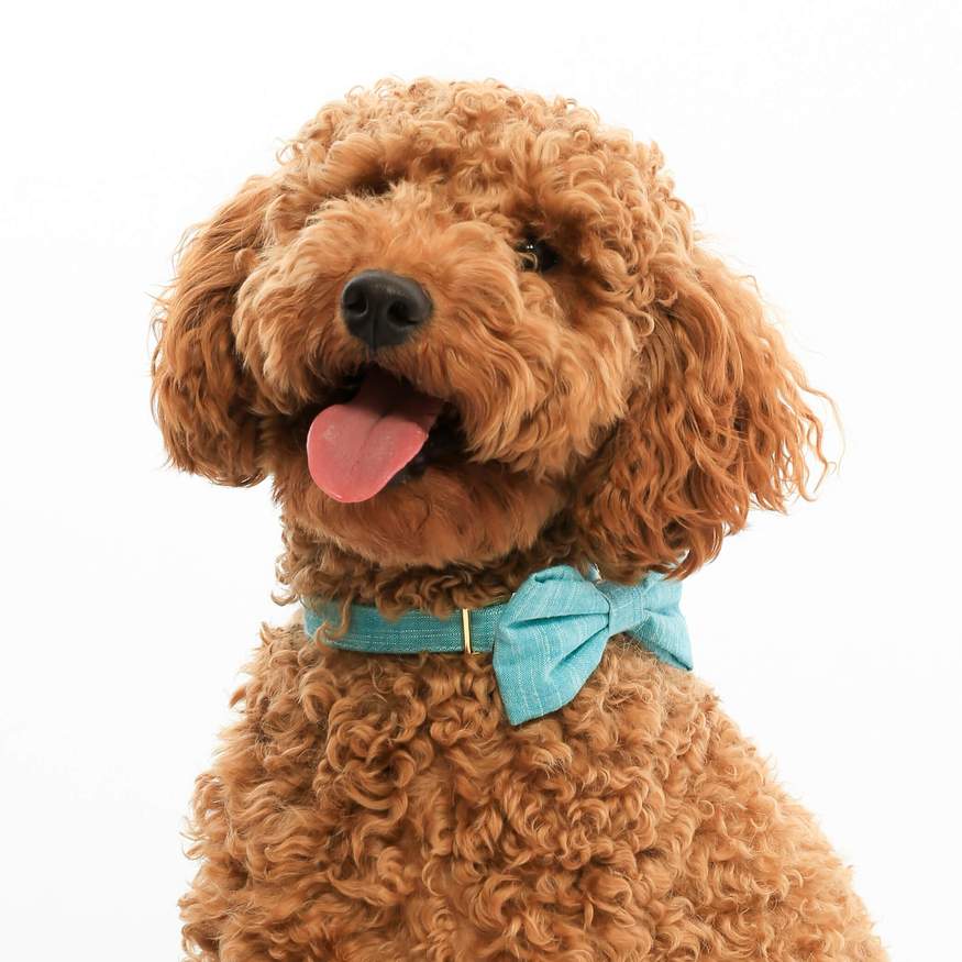 The Foggy Dog - Peacock Bow Tie &amp; Collar Set