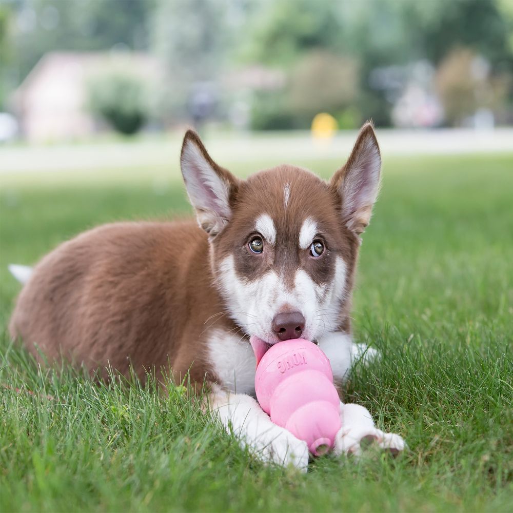 Kong - Puppy Kong