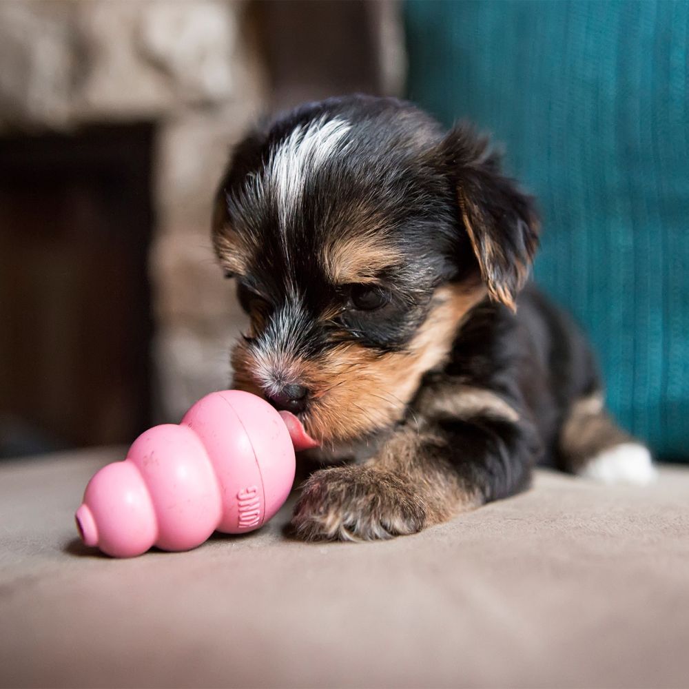 Kong - Puppy Kong
