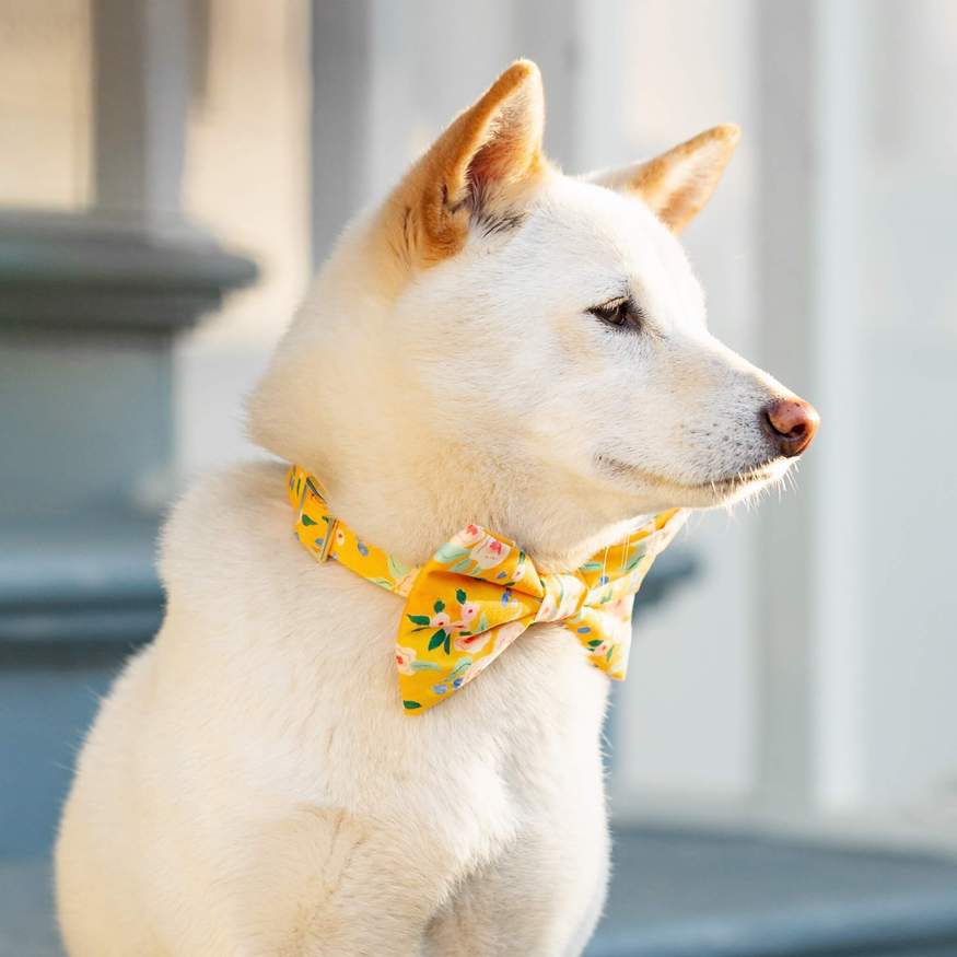 The Foggy Dog - Sunny Days Bow Tie &amp; Collar Set